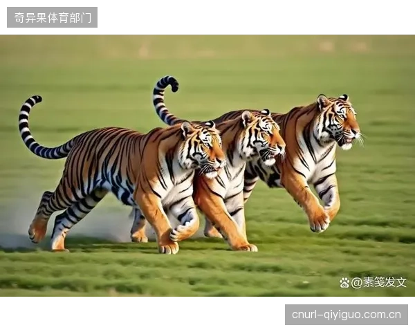 2026上半年，国内主流体育D2C平台的付费转化率，仍徘徊在危险的1.5%左右